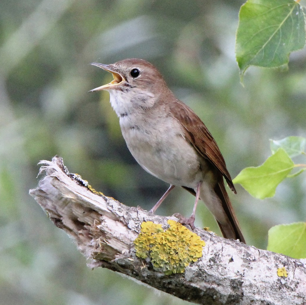 Symphonie printanière